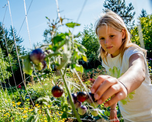 A very blonde girl picking tomatoes in an organic vegetable garden