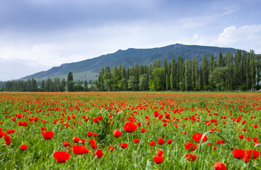 Poppy landscape