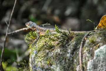 Tiny lizard, Iguazu Falls, Argentina