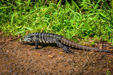 Large lizard, Iguazu Falls, Argentina