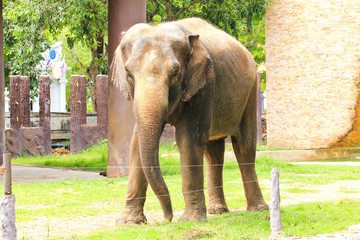 Fototapeta premium Elephant in a zoo
