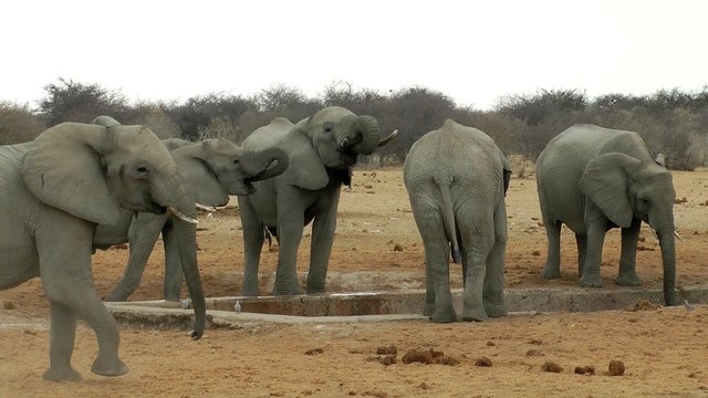 elephants at a waterhole, etosha national park, namibia