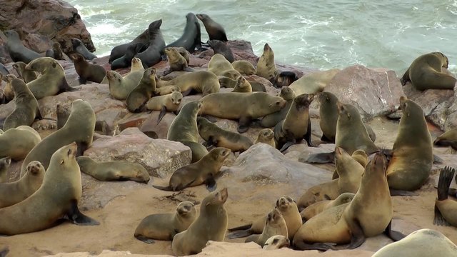 seals hanging out at cape cross enjoying life at cape cross, namibia