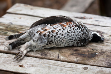 dead hazel-hen on the wooden table