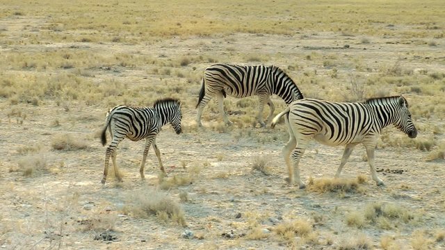 zebras enjoying a warm evening in namibia