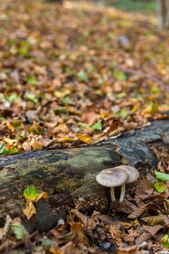 Two mushrooms growing under log in autumn forest, vertical image
