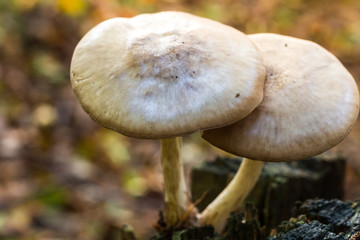 Close-up, two mushrooms in autumn forest, soft and blurry background