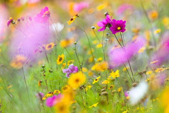 Fototapeta Summer Colorful Wildflower Meadow