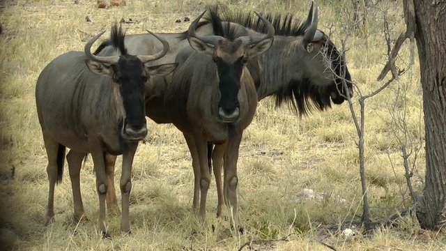 wildebeest looking at you, namibia