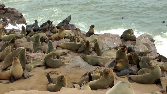 seals hanging out at cape cross enjoying life at cape cross, namibia