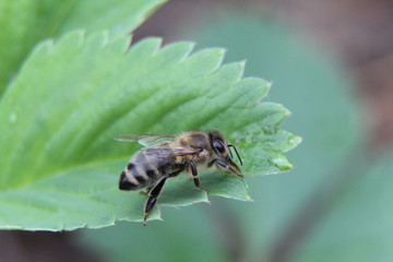Bee on a leaf