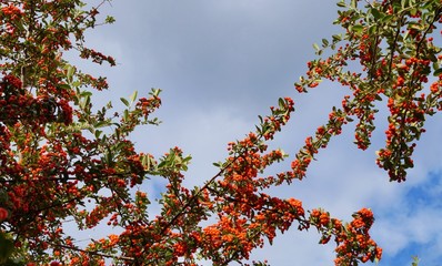 Pyracantha (firethorn) branch with red berry pomes