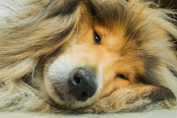 Müder Collie liegt auf Seite - Portrait