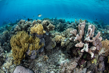 Naklejka na ściany i meble Coral Reef Scenery