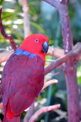 Colorful eclectus parrot