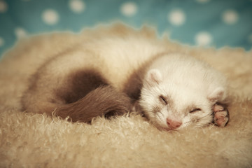 Sleeping seven weeks old ferret baby