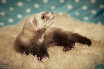 Seven weeks old ferret posing in studio
