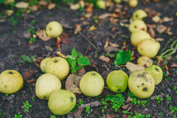 Many fallen yellow apples in green grass. Autumn background.
