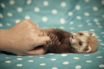 Playing ferret baby