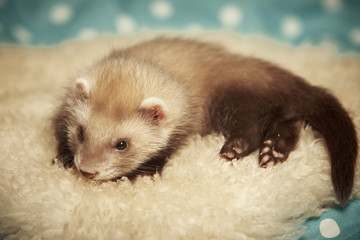 Fototapeta premium Ferret baby seven weeks old