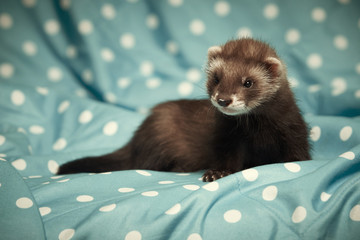 Nice seven weeks old ferret baby portrait on blanket