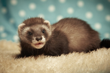 Seven weeks old ferret baby on blanket