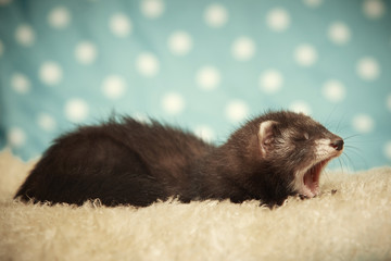 Yawning ferret baby