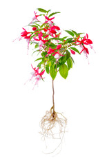 blooming beautiful stam tree of red and white fuchsia flower wit