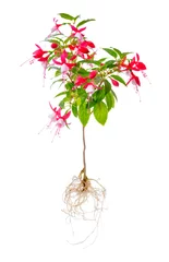 Fotobehang blooming beautiful stam tree of red and white fuchsia flower wit © Alisa