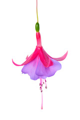 blooming beautiful single flower of lilac and red fuchsia is iso