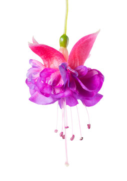 blooming beautiful single flower of lilac and pink fuchsia is is