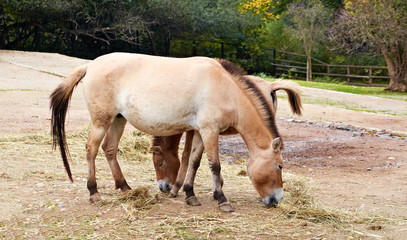Obraz na płótnie Canvas Przewalski's (rare horse breed)