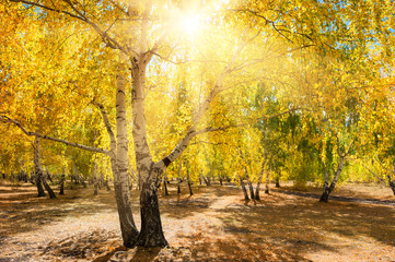 Yellow trees in autumn forest at sunny day