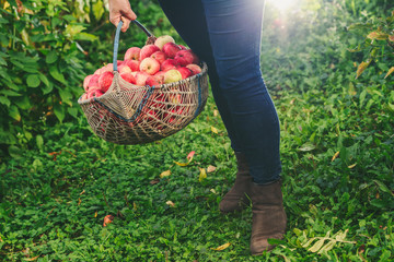 Girl holding large basket of apples