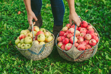 Girl holding two large baskets of apples
