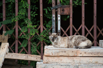 cat relaxing on wooden board