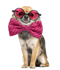 Chihuahua wearing round glasses and a bow tie