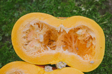 Closeup with a sliced big pumpkin on green background
