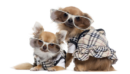 Two dressed up Chihuahuas next to each other wearing glasses