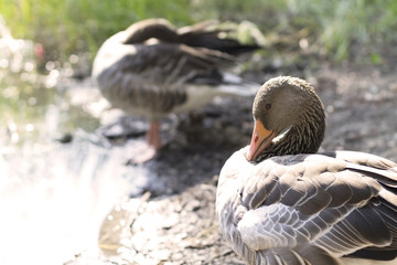 Goose preening its feathers