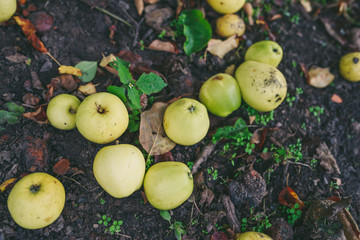 Naklejka na ściany i meble Many fallen yellow apples in green grass. Autumn background. 