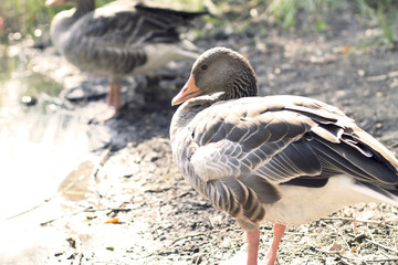 Goose preening its feathers
