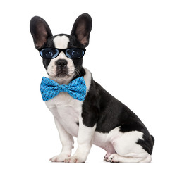 French Bulldog puppy (3 months old) wearing glasses