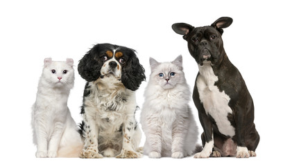 Obraz premium Group of dogs and cats in front of a white background