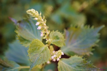 White flower spikes of the green shiso perilla herb 