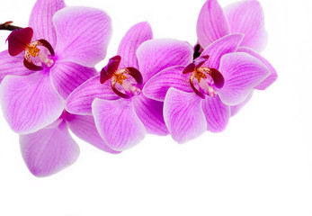 Obraz premium Pink streaked orchid flower