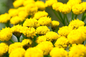 Flowers of the tanacetum.