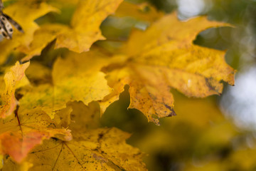 Colorful background of fallen autumn leaves