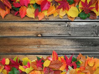 colorful autumn leaves on old weathered wooden background with copy space