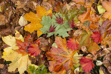 Colorful background of fallen autumn leaves